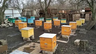 Попытка объединения пчёл зимой