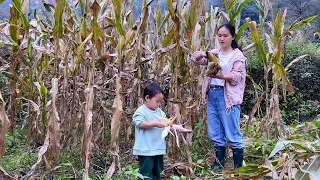 A bumper corn harvest, Yike helps, the chickens are happy