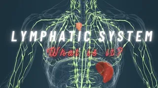 Lymphatic system 3D animation | lymph  nodes | lymphatic fluid | lymph vessels | lymphatic drainage