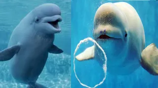 Beluga Get An Girlfriend In Beluga Whale Funny Video 2022  (pet animals)