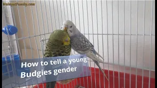 How to Tell Your Young Budgies Gender, Male or Female?