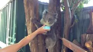 A Wild Koala In The Backyard