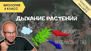 Дыхание растений. Опыты с растениями. Биология 5-6 класс. Питание растений. Как дышат растения. ЕГЭ