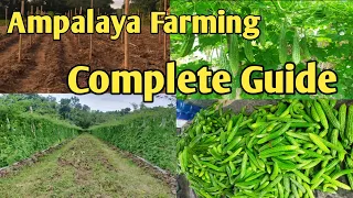 LAND PREPARATION TO HARVEST + AMPALAYA FARMING GUIDE