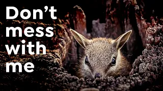 Numbats | Amazing Facts about Kangaroos' Unknown Cousins