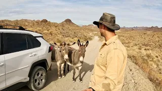 Exploring Desert Donkeys and Wild West History in Oatman, Arizona|Hidden Gems of America's Southwest