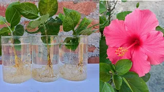 Tried to propagate hibiscus cuttings in water see the results | how to grow hibiscus plant