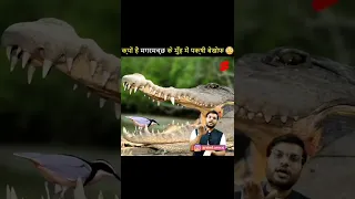 why crocodile do not eat bird🐦|#short #youtubeshort #youtube #viralvideo #respect #viralshorts#viral