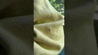 Die Mücke