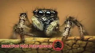 Los 5 insectos más peligrosos del mundo 🌎