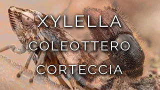 1473-IT INDAGINE, XYLELLA + COLEOTTERO della CORTECCIA - Ipnosi Esoterica ∞ Lucio Carsi