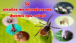 50 interesting and informative facts about ticks