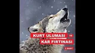 Kurt Uluması ve Kar Fırtınası sesi  ( 1 Saat )