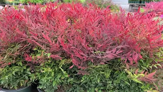 Nandina 'Tuscan Flame' (Heavenly Bamboo) // Spectacularly⚡️Colorful, Dwarf Foliage Shrub