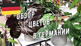 Цветочный шопинг в Германии - Экскурсия в немецкий магазин комнатных растений