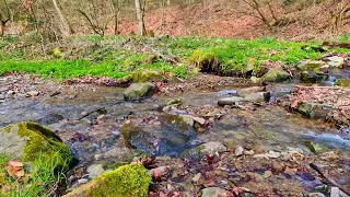 Relieve stress, calm down and relax to the pleasant sound of a stream in the forest in spring.