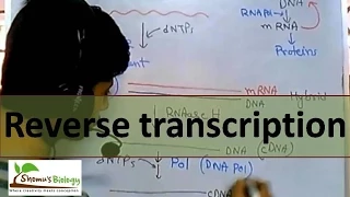 Reverse transcription | by reverse transcriptase enzyme