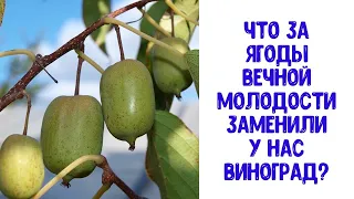 Що за ягоди вічної молодості витіснили у нас виноград? Плюс Рецепт еліксиру здоров'я