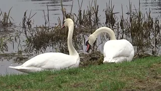 Swans, time to do something