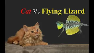 Cat vs flying lizard, Wild Encounter, HD footage by Dr Keerthan Kaje