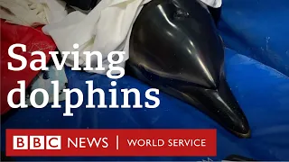 Dolphin rescue: Giving beached animals a second chance - BBC World Service