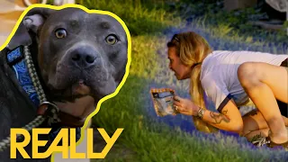Stray Dog Gets Trapped Between A Fence & Two Pit Bulls During Long Rescue | Pit Bulls & Parolees