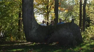 If You Find Bent Tree In Forest, You May Have Just Stumbled Upon Centuries-Old Secret