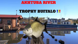 Russian Fishing 4 RF4 -AKHTUBA RIVER- Trophy Buffalo and Common Carp