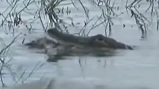 Child Dragged Into Lake by Gator Near Disney