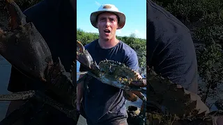 GIANT MUDCRAB Catch Barehanded