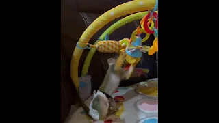 Sweet baby squirrel monkey entertains himself with toys! He is so inquisitive!