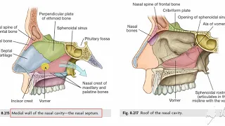 Walls of nasal cavity 1