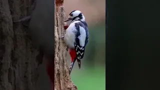 Woodpecker Pecking Wood