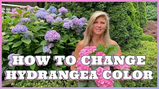 How to Change Hydrangea Color - Kelly Lehman