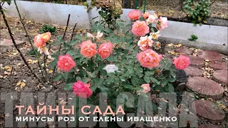 Розы ЕЛЕНЫ ИВАЩЕНКО. Обзор роз.Сорта роз. Минусы и недостатки роз.