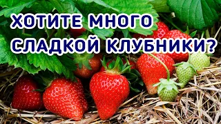 Супер средство для большого урожая клубники.  Обработка клубники нашатырным спиртом весной.