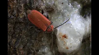 Vuurboktor Pyrrhidium sanguineum, op boomwond