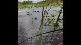 why crocodile eat stones#shorts