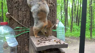 Про белок и голубей / About squirrels and pigeons