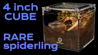 How to Set Up and Rehouse your Sling into 4 inch Tarantula Cube| Spiderling Rehouse | Aphonopelma