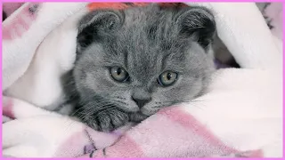 ✅ First Bath for Baby Kitten! How to Wash a Kitten Without Making it too Scared! British Shorthair