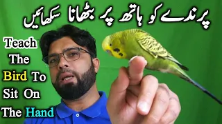 How To Tame & Trust Budgies Knowledgeable Video Urdu/Hindi