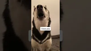 My husky says I LOVE YOU