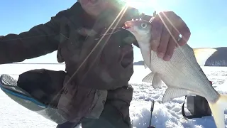 Рыбалка супер🐟 Ловля плотвы и подлещика зимой на крючок🧷