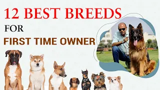 Top 12 Dog Breeds For First Time Owner | Best Dog For Beginners (Puppy For Newbies) Baadal Bhandaari
