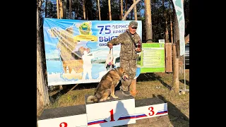75 Юбилейная! Пермская краевая выставка охотничьих собак.