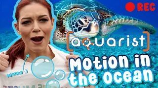 💫 Aquarist FULL RELEASE - Stream with Mionka and Peter! 💫