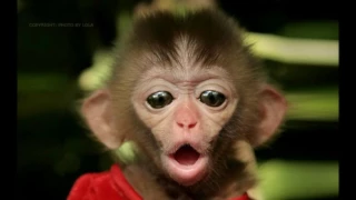 Забавные обезьяны / Funny monkey#2