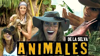 ANIMALES DE LA SELVA AMAZÓNICA DE PERÚ | Entre Monos, perezosos, caimanes, mariposas, voluntariados.