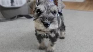 Cute Mini Schnauzer Puppy Comes Home - ChumpieTheDog